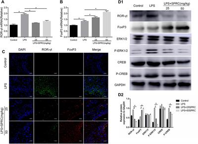 SPRC Suppresses Experimental Periodontitis by Modulating Th17/Treg Imbalance